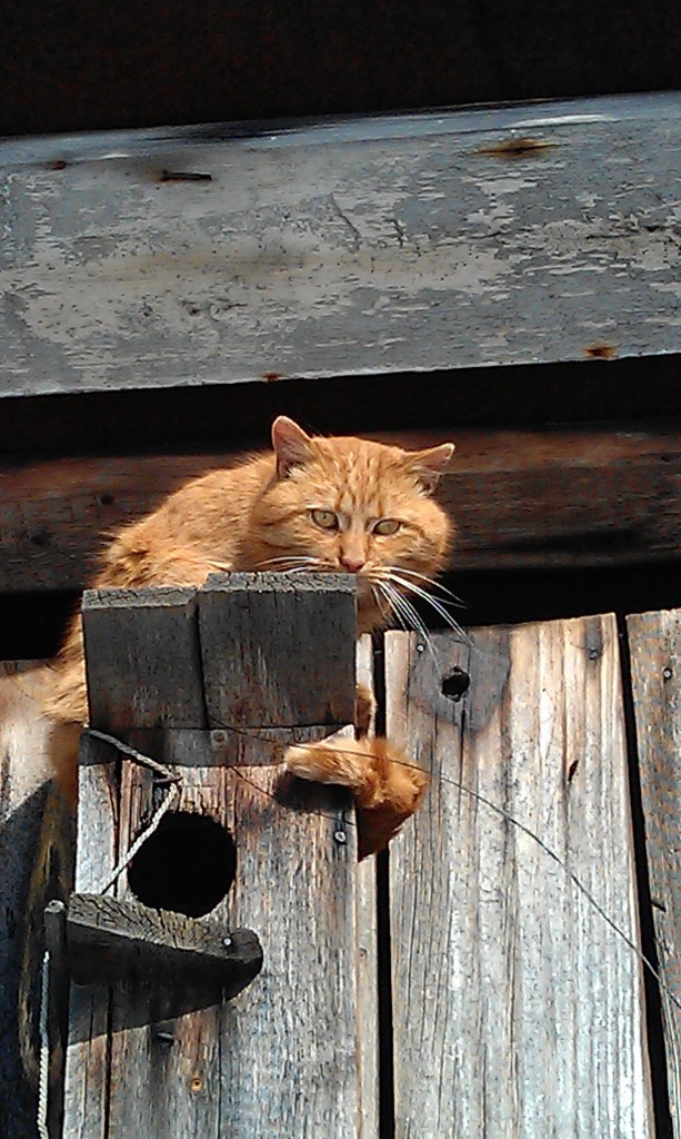 ...Этааа... А чё за шухер?