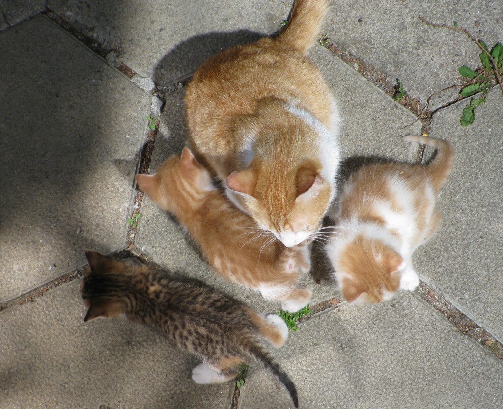 Загадочное фото