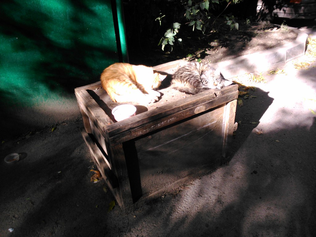 Два кота на сундук мертвеца!!!!Йохохои тарелка супа Два кота на сундук мертвеца!!!!Йохохои тарелка супа