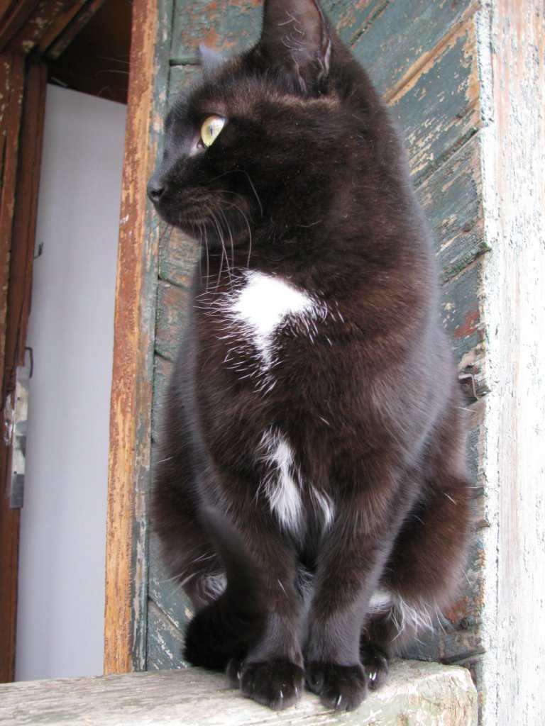 Фото ленивого автора